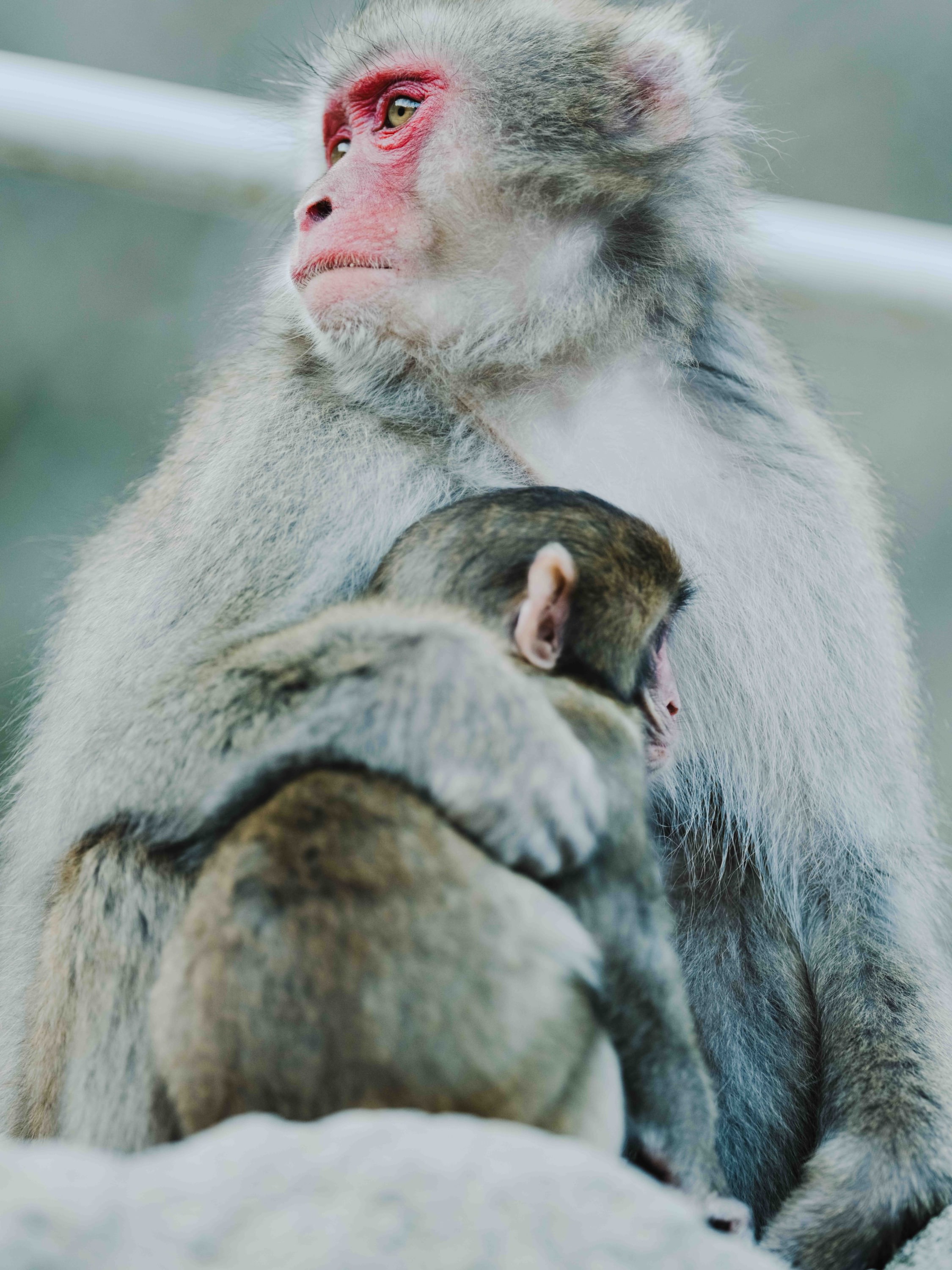高崎山自然動物園