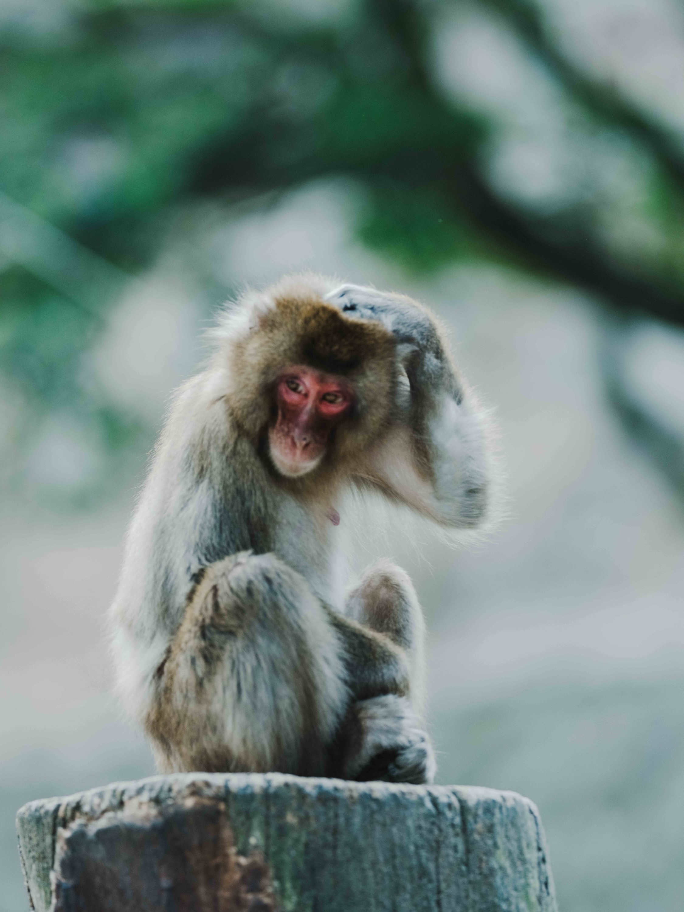 高崎山自然動物園