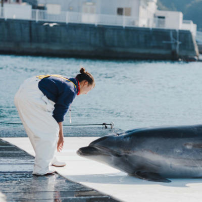 うみたま体験パーク「つくみイルカ島」