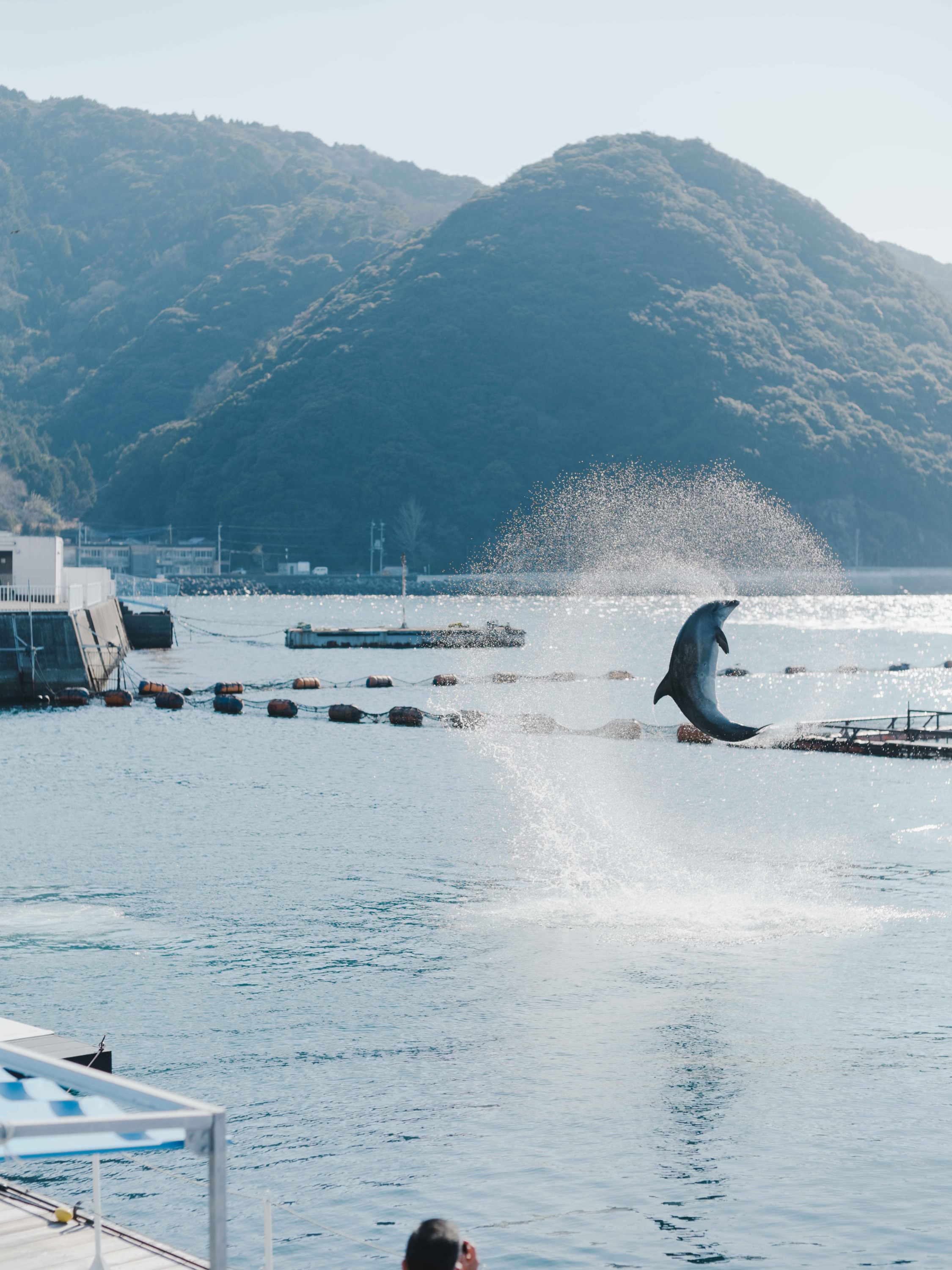 うみたま体験パーク「つくみイルカ島」