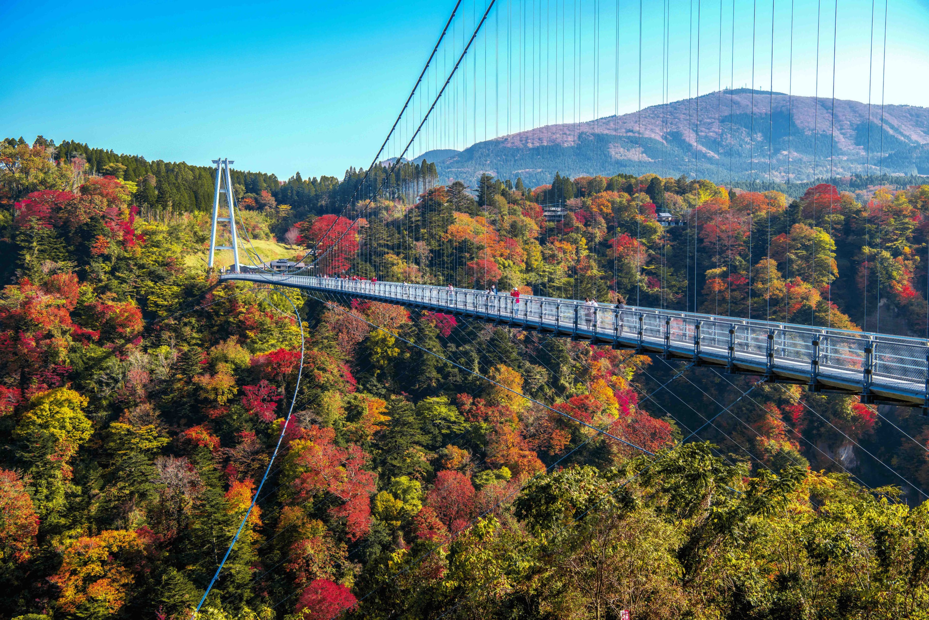 九重“夢”大吊橋